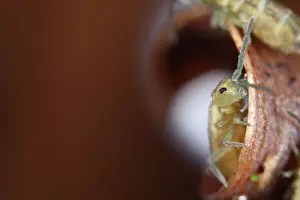 Collembola: Springtail