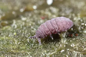 Collembola: Springtail