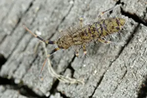Groningen: Springtail