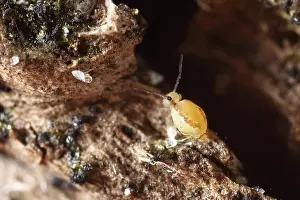 Collembola: Springtail