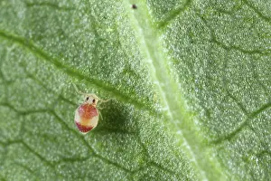 Bicinctus: Springtail