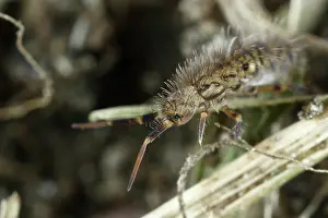 Groningen: Springtail