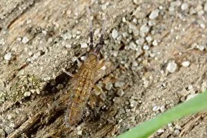 Groningen: Springtail
