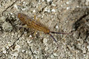 Groningen: Springtail
