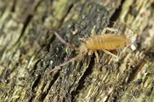 Collembola: Springtail