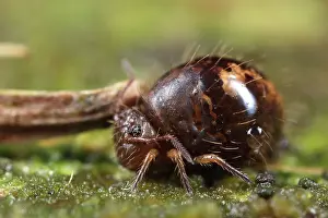 Fusca: Springtail