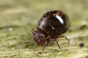 Fusca: Springtail
