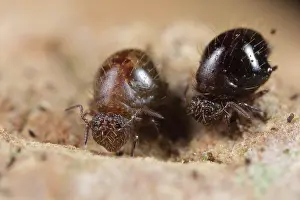 Fusca: Springtail