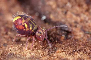 Globular: Springtail