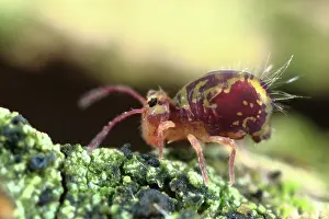 Globular: Springtail