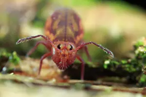 Fusca: Springtail