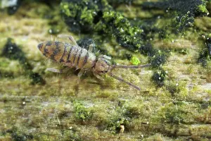 Collembola: Springtail