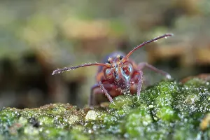 Fusca: Springtail