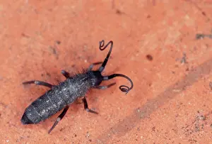 Kindgom: SPRINGTAIL - defence reaction
