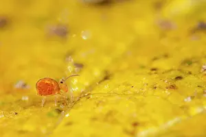 Heaps: Springtail in the heaps of dead leaves in winter