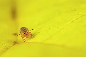 Heaps: Springtail in the heaps of dead leaves in winter
