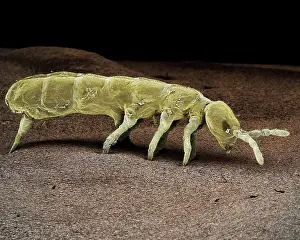 Collembola: Springtail, Order Collembola