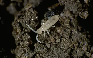 Collembola: Springtail on soil from potato crop
