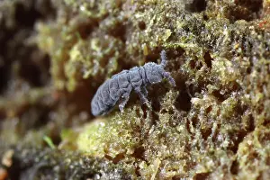 Maritima: Springtail (Xenylla maritima) sitting on branch