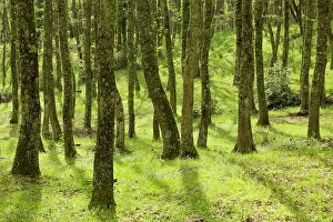 Gargano: Springtime in the Bosco Quarto oak woodland on