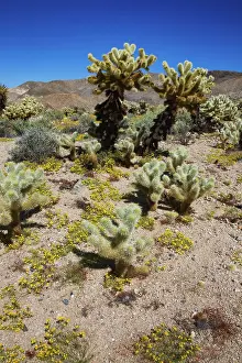 Abundance: Springtime in Fargo Canyon, California