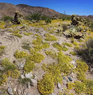 Abundance: Springtime in Fargo Canyon, California