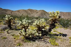 Abundance: Springtime in Fargo Canyon, California