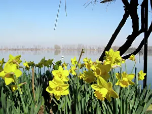 Molinari: Springtime in the garden, lake of Mantua