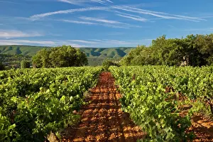 Luberon: Springtime in a vineyard near Gordes, Provence