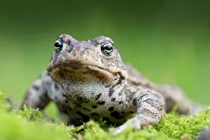 Natterjack: Springy Turf-moss