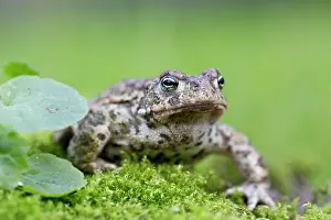 Natterjack: Springy Turf-moss