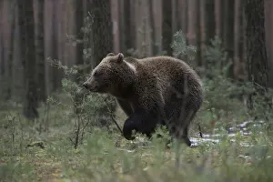 Race: In a sprint... European brown bear (Ursus genus arctos)