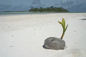 Seedlings: Sprouting coconut - on beach