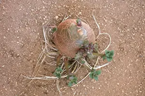 Roots: Sprouting Potato