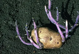 Sprouting: Sprouting Potato