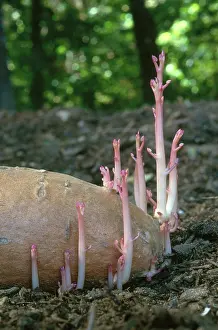 Roots: Sprouting Sweet Potato