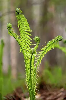 Sprouts: Sprouts of fern in mixed forest