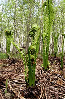 Sprouts: Sprouts of fern in mixed forest, typical
