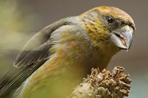 Finch: Spruce crossbill (Loxia curvirostra)