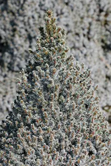 Conica: Spruce, Dwarf Alberta blue spruce, Picea glauca