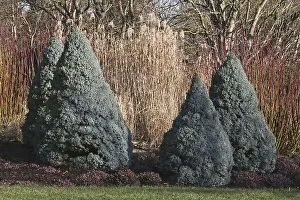 Conica: Spruce, Dwarf Alberta blue spruce, Picea glauca