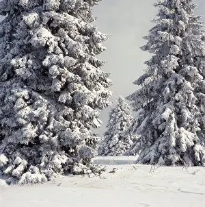 Evergreens: Spruce Fir Trees - covered in snow