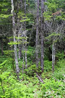 Spruces: Spruce Forest