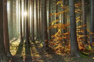 Beech: Spruce forest in autumn with fog, sun shining through the
