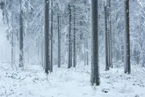 Groer: Spruce forest in winter with snow, hoarfrost and