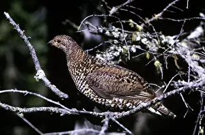 Franklin: Spruce / Franklin Grouse - female