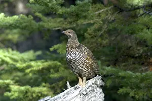 Waterton: Spruce Grouse