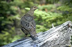 Waterton: Spruce Grouse