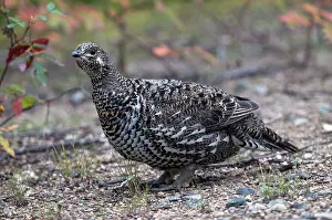 Yukon: Spruce Grouse