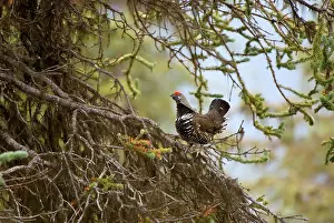 Headwaters: Spruce grouse, Falcipennis canadensis, Sacred